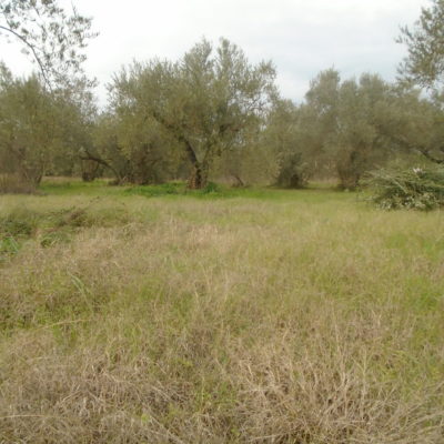 Πωλείται ελαιοπερίβολο, στην Αγία Μαρίνα.