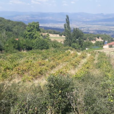 Πωλείται οικόπεδο, εντός οικισμού Μεσοχωρίου Υπάτης.