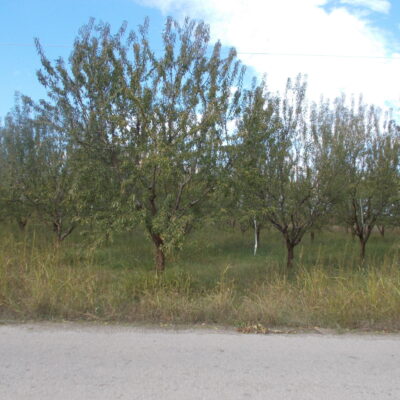 Πωλείται γωνιακό αγροτεμάχιο, στο Κρίκελλο Φθιώτιδας.