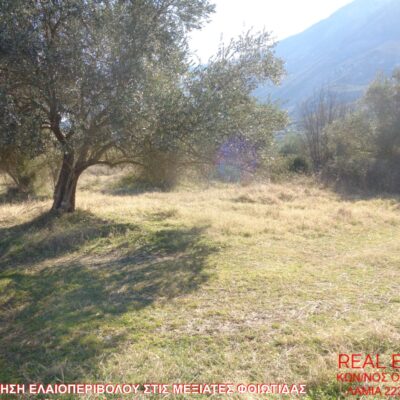 Πωλείται ελαιοπερίβολο, στις Μεξιάτες Φθιώτιδας.