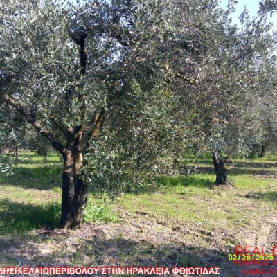 Πωλείται ελαιοπερίβολο, στην Ηράκλεια Φθιώτιδας