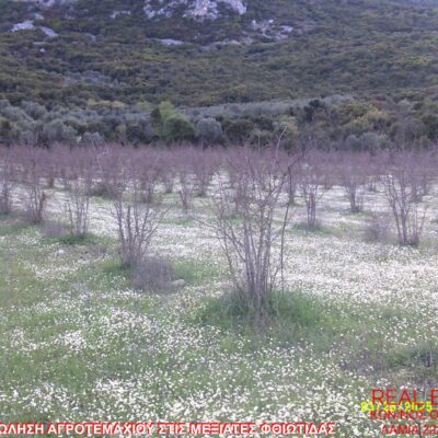 Πωλείται αγροτεμάχιο με ροδιές, στις Μεξιάτες Φθιώτιδας.